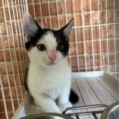 甘えん坊のハチワレくん😺6/15譲渡会参加予定