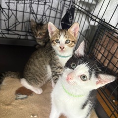 かわいい３兄妹😺😼😻6/15譲渡会参加予定