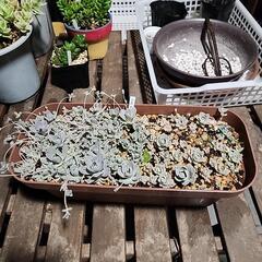 (お話し中)子持ち蓮花