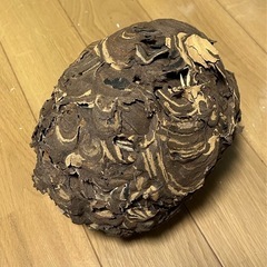 スズメバチの巣