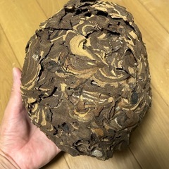 スズメバチの巣の画像