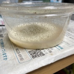 マイクロワーム（メダカの稚魚のエサに）