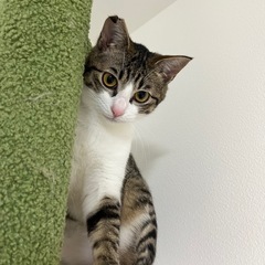 男の子8ヶ月（去勢済、ノミダニ済）