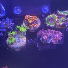 フラグサンゴ　マメスナ