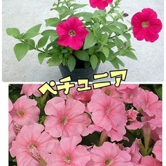 ★今年もはじまりました！！音更のお花屋さん　All¥80  ★の画像