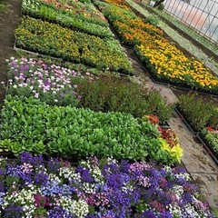 ★今年もはじまりました！！音更のお花屋さん　All¥80  ★の画像