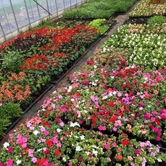 ★今年もはじまりました！！音更のお花屋さん　All¥80  ★の画像