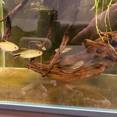 熱帯魚　ブリシヌスロンギピンニス　ワイルドの画像