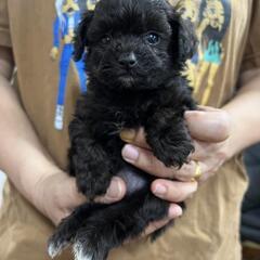 ポメプー男の子