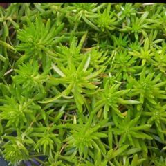 100円　セダム　抜き苗　3号ポット×2　多肉植物の画像