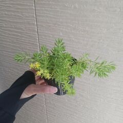 100円　セダム　抜き苗　3号ポット×2　多肉植物の画像