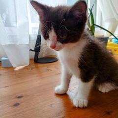 白黒猫ちゃん　メス