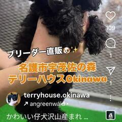 😃15万😃トイプードル男の子(ブラック)