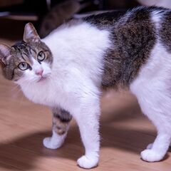 お鼻ピンクの五右衛門♂