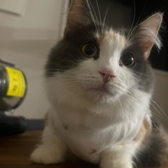 ミヌエット（メス）　2歳　里親さん募集