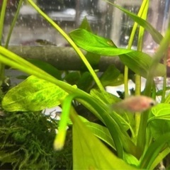 金魚稚魚の画像