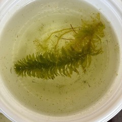 メダカの赤ちゃん　10匹
