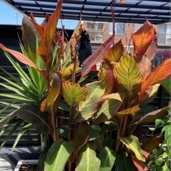成長してます。値下げ　カンナ　ダーバン　鉢付き③　観葉植物　豪華カラーリーフの画像