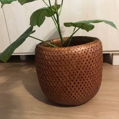 ニトリ　フェイクグリーン(フィカス)の画像