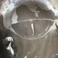 改良メダカ
の画像