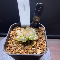 ハオルチア　オブツーサ錦糊斑