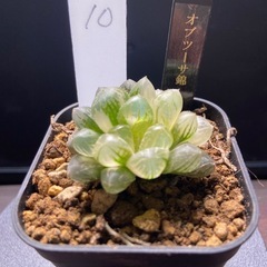 ハオルチア　オブツーサ錦糊斑