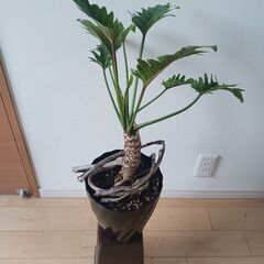 5000円　クッカバラ　7号　枝分かれ　観葉植物　室内グリーン　インテリアグリーンの画像