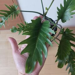5000円　クッカバラ　7号　枝分かれ　観葉植物　室内グリーン　インテリアグリーンの画像