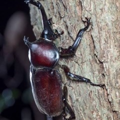カブトムシ