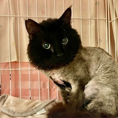 黒猫⭐︎長毛⭐︎
