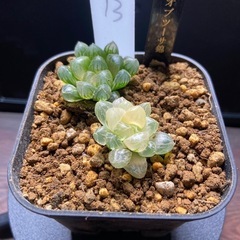 ハオルチア　オブツーサ錦とオブツーサ錦糊斑のセット　