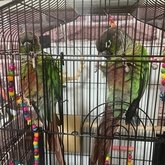 ウロコインコ2羽