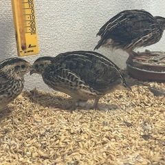 並うずら 1ヶ月 オス メス 1羽ずつ - 成田市
