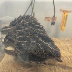 並うずら 1ヶ月 オス メス 1羽ずつ