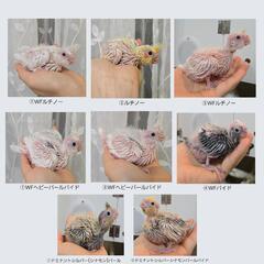 オカメインコ 雛募集