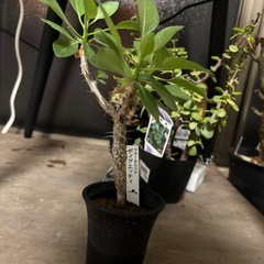 【20％オフ】フォークエイリア　ディグエッティ　観葉植物　塊根植物　多肉植物　ビザールプランツ　レアプランツ　ガーデニング　植物　グリーン　趣味　盆栽　葉　花　庭　草の画像