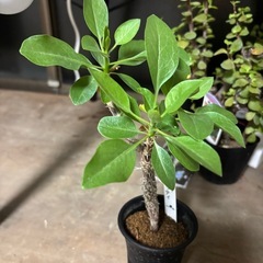 【20％オフ】フォークエイリア　ディグエッティ　観葉植物　塊根植物　多肉植物　ビザールプランツ　レアプランツ　ガーデニング　植物　グリーン　趣味　盆栽　葉　花　庭　草の画像