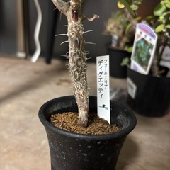 【20％オフ】フォークエイリア　ディグエッティ　観葉植物　塊根植物　多肉植物　ビザールプランツ　レアプランツ　ガーデニング　植物　グリーン　趣味　盆栽　葉　花　庭　草の画像