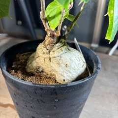 フィルミアナコロラータ　観葉植物　塊根植物　多肉植物　ビザールプ...