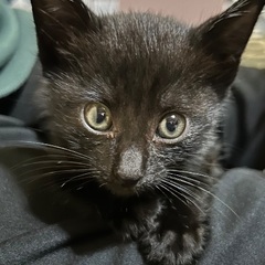 子猫　里親募集 - 猫