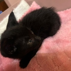 子猫　里親募集 - 奈良市