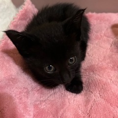 子猫　里親募集