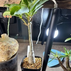 パキポディウム　デカリー　観葉植物　塊根植物　多肉植物　ビザール...