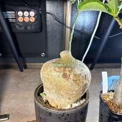 特大　アデニア　ペリエリ　観葉植物　塊根植物　多肉植物　ビザール...