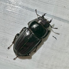 大型アマミヒラタクワガタ　ペアの画像