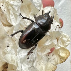 【即ブリ】レニノコギリクワガタ　紋ありペアの画像