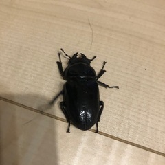 クワガタ　カブトムシ　雄1匹　雌4匹の画像
