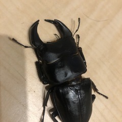 クワガタ　カブトムシ　雄1匹　雌4匹