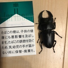 クワガタ　カブトムシ　雄1匹　雌4匹の画像