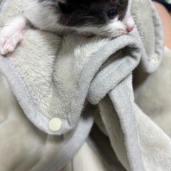 【譲ってください】猫用品